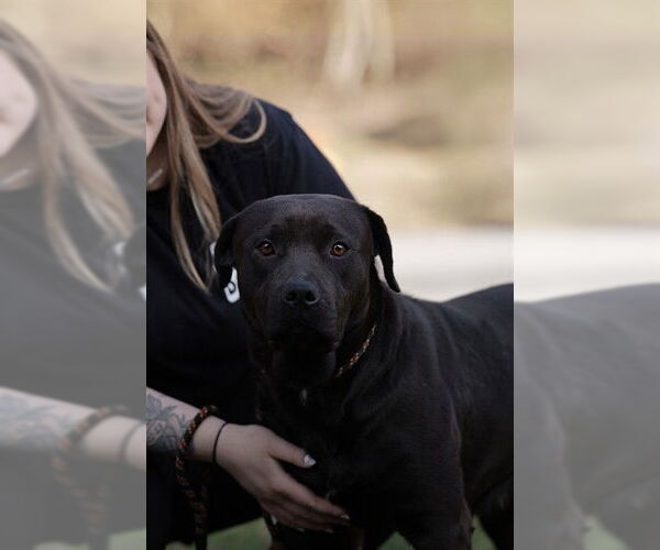 Medium Photo #1 Mastiff Puppy For Sale in Belleville, IL, USA