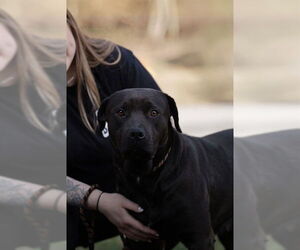 Mastiff Dogs for adoption in Belleville, IL, USA