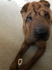 Chinese Shar-Pei Puppy for sale in CORLISS, PA, USA