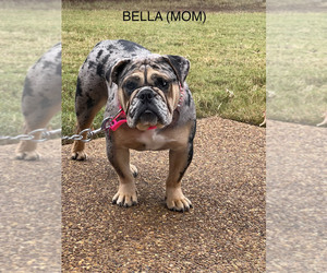 Mother of the Olde English Bulldogge puppies born on 08/22/2022
