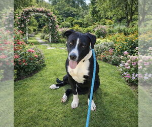 Labrador Retriever-Unknown Mix Dogs for adoption in Rockaway, NJ, USA