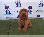 Small Goldendoodle (Miniature)