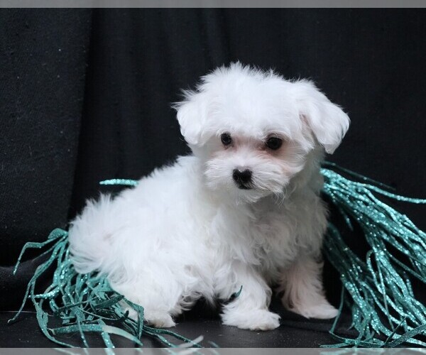 Medium Photo #7 Maltese Puppy For Sale in ROCK VALLEY, IA, USA