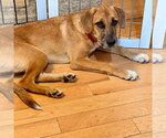 Small Photo #4 Mutt Puppy For Sale in Canton, CT, USA