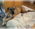 Small #1 Black Mouth Cur Mix