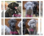 Small Photo #2 Cane Corso Puppy For Sale in HOGANSBURG, NY, USA