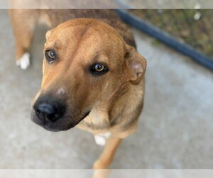 German Shepherd Dog-Unknown Mix Dogs for adoption in Tulsa, OK, USA