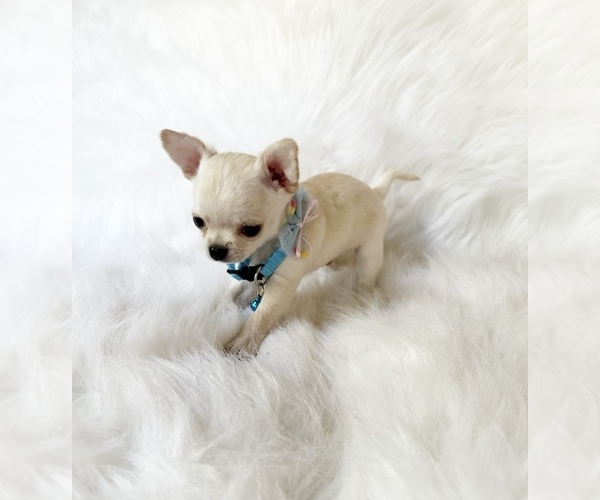 Medium Photo #10 Chihuahua Puppy For Sale in SACRAMENTO, CA, USA
