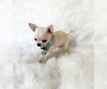 Small #9 Chihuahua