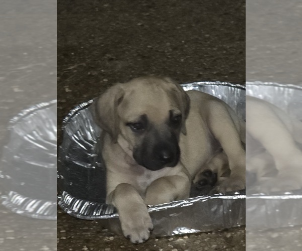 Medium Photo #4 Black Mouth Cur Puppy For Sale in ROYSE CITY, TX, USA