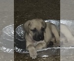 Small #3 Black Mouth Cur
