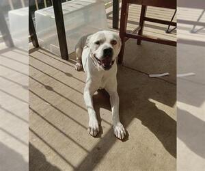 American Bulldog-Unknown Mix Dogs for adoption in San Antonio, TX, USA