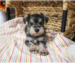 Evelyn - Female Schnauzer (Miniature) Puppy for Sale - Photo #4