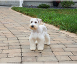 Small #2 Schnauzer (Miniature)