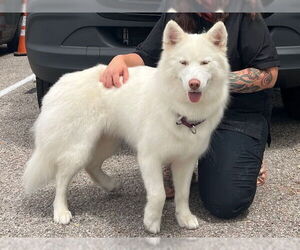 Samoyed-Siberian Husky Mix Dogs for adoption in Santa Cruz, CA, USA