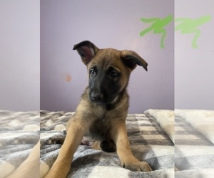 Malinois Puppy for sale in SAINT LOUIS, MO, USA