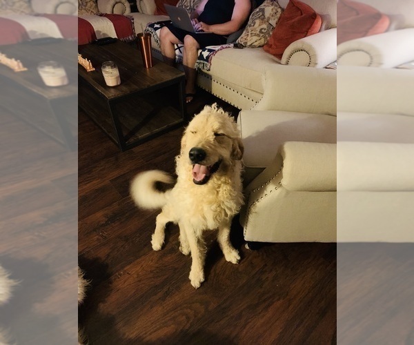Medium Photo #2 Goldendoodle Puppy For Sale in KILLEEN, TX, USA