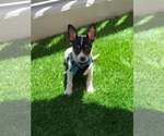 Small #4 Chihuahua Mix