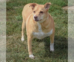 Duchess - Female Australian Shepherd-Unknown Mix Dog for Adoption - Photo #5
