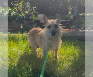 Mutt Dogs for adoption in Chico, CA, USA