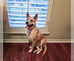 Small #3 Akita Mix