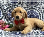 Small Photo #2 Golden Retriever Puppy For Sale in LANCASTER, PA, USA