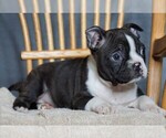 Small Photo #3 Boston Terrier Puppy For Sale in FREDERICKSBG, OH, USA