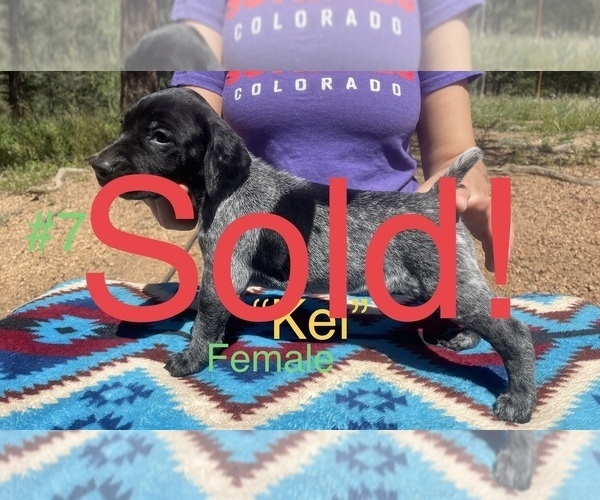 Medium Photo #18 German Shorthaired Pointer Puppy For Sale in FLORISSANT, CO, USA