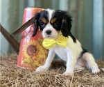 Small Photo #3 Cavalier King Charles Spaniel Puppy For Sale in GAY, GA, USA
