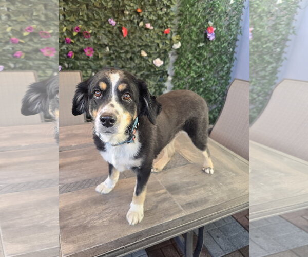Medium Photo #2 Australian Shepherd Puppy For Sale in Sandy, UT, USA