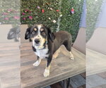 Small #1 Australian Shepherd