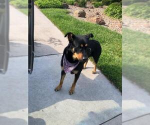 Rottweiler-Unknown Mix Dogs for adoption in Stockton, CA, USA