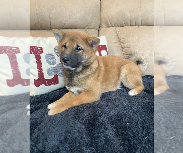 Medium Photo #3 Shiba Inu Puppy For Sale in STELLA, MO, USA