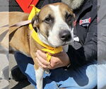 Small #2 Anatolian Shepherd-English Foxhound Mix