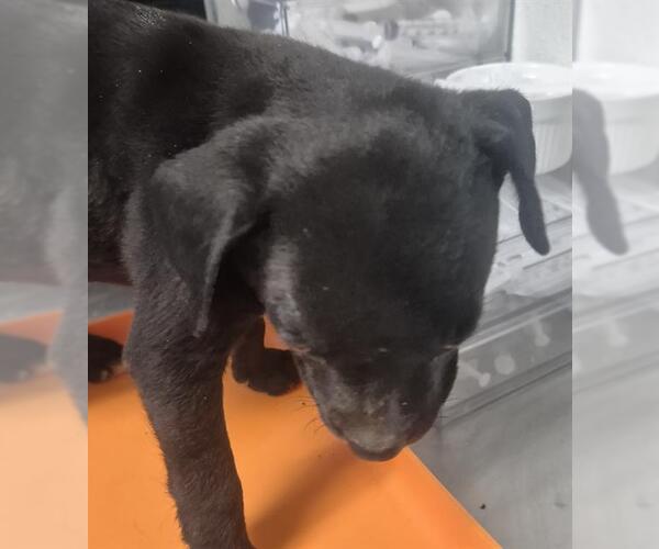 Medium Photo #1 Chihuahua-Unknown Mix Puppy For Sale in Bakersfield, CA, USA