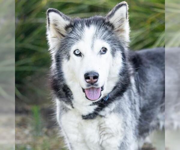 Medium Photo #2 Siberian Husky Puppy For Sale in Camarillo, CA, USA