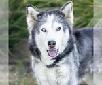 Small #1 Siberian Husky