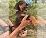 Small #3 Doberman Pinscher