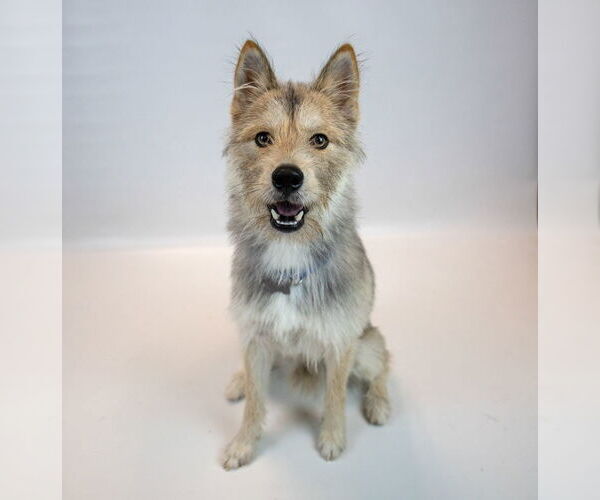 Medium Photo #6 Mutt Puppy For Sale in Kennesaw, GA, USA