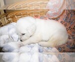 Puppy Mustang English Cream Golden Retriever