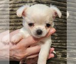 Image preview for Ad Listing. Nickname: Bandit