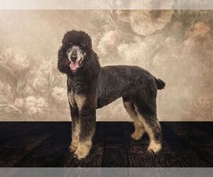 Poodle (Standard) Puppy for sale in PLEASANT PLAINS, IL, USA
