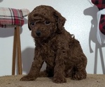 Small Photo #16 Poodle (Miniature) Puppy For Sale in GOSHEN, IN, USA