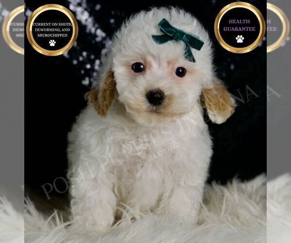 Medium Photo #6 Maltipoo (Miniature) Puppy For Sale in WARSAW, IN, USA