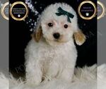 Small #5 Maltipoo (Miniature)