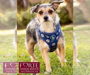 Molly - Female Mutt Dog for Adoption - Photo #2