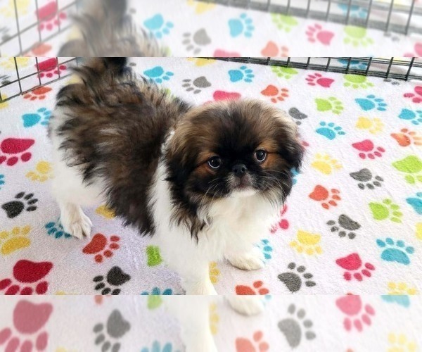 Medium Photo #6 Japanese Chin Puppy For Sale in ORO VALLEY, AZ, USA