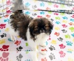 Small #5 Japanese Chin
