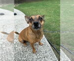 Small #1 Chihuahua Mix