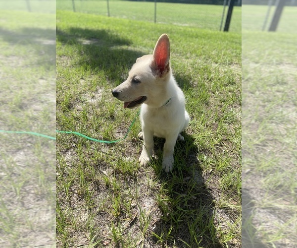 Medium Photo #4 German Shepherd Dog Puppy For Sale in ALACHUA, FL, USA